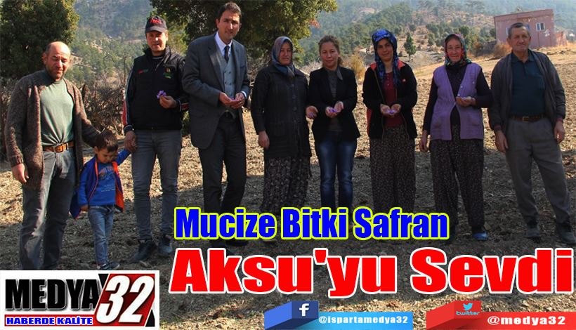 Mucize Bitki Safran  Aksu