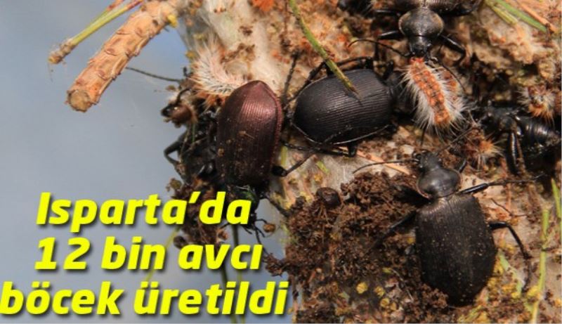 Isparta’da 12 bin avcı böcek üretildi