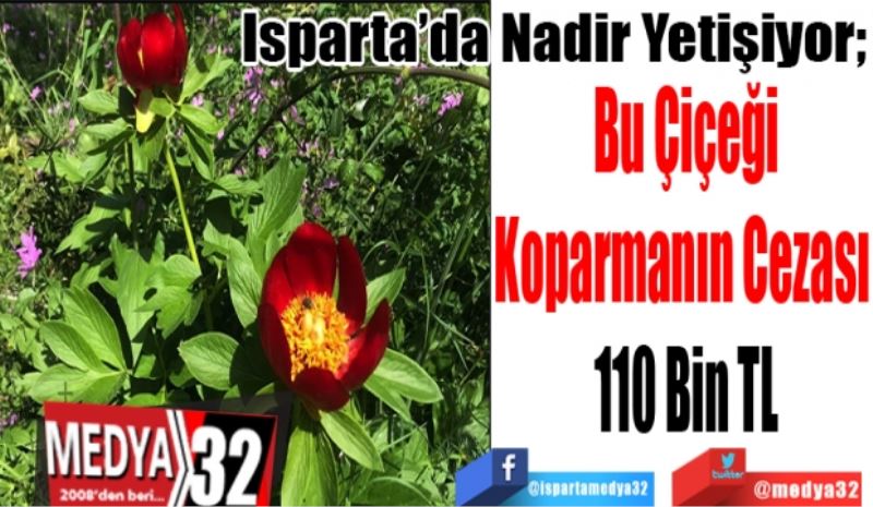 Isparta’da Nadir Yetişiyor; 
Bu Çiçeği
Koparmanın Cezası 
110 Bin TL 
