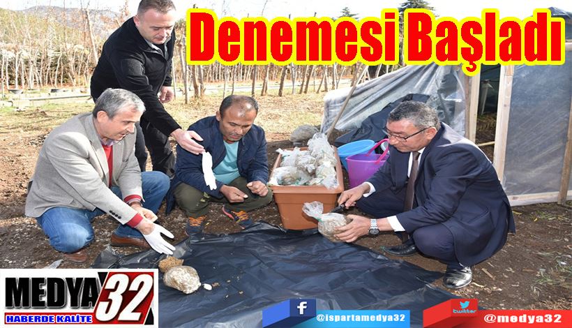 Eğirdir Koşullarında ‘Kuzu Göbeği’ Mantarı;  Denemesi Başladı