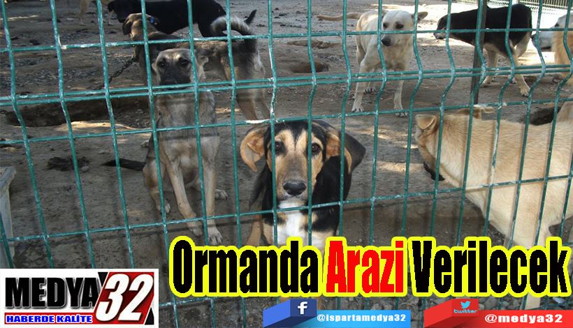  Belediyelere Barınak İçin;  Ormanda Arazi Verilecek