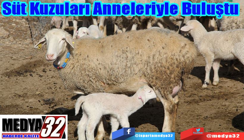 Süt Kuzuları Anneleriyle Buluştu 