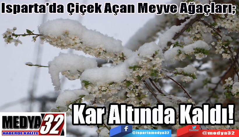 Isparta’da Çiçek Açan Meyve Ağaçları;  Kar Altında Kaldı! 