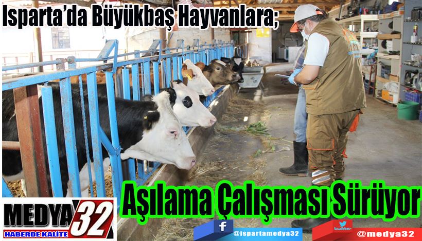 Isparta’da Büyükbaş Hayvanlara;  Aşılama Çalışması Sürüyor