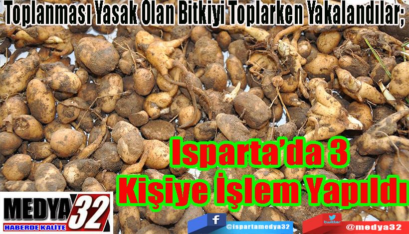 Toplanması Yasak Olan Bitkiyi Toplarken Yakalandılar;  Isparta’da 3  Kişiye İşlem Yapıldı 