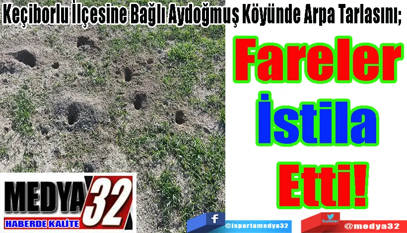 Keçiborlu İlçesine Bağlı Aydoğmuş Köyünde Arpa Tarlasını;  Fareler İstila Etti!