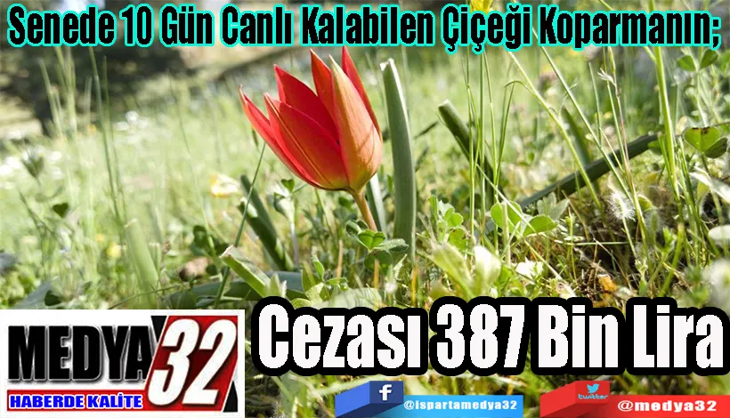 Senede 10 Gün Canlı Kalabilen Çiçeği Koparmanın;  Cezası 387 Bin Lira