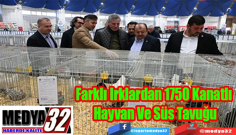 Farklı Irklardan 1750 Kanatlı  Hayvan Ve Süs Tavuğu 