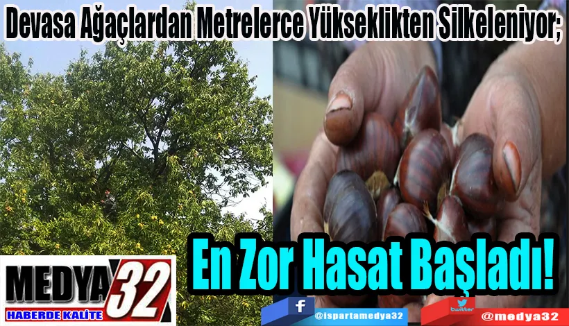 Devasa Ağaçlardan Metrelerce Yükseklikten Silkeleniyor;  En Zor Hasat Başladı!  
