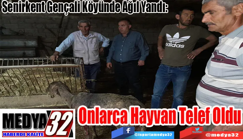 Senirkent Gençali Köyünde Ağıl Yandı:  Onlarca  Hayvan  Telef Oldu