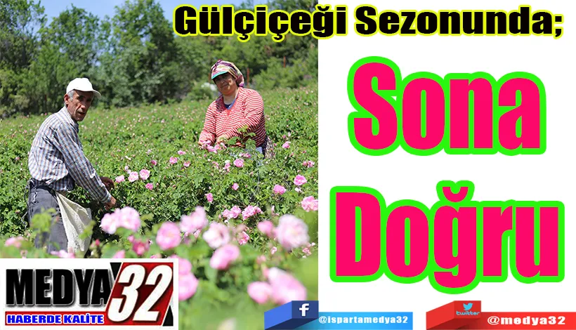Gülçiçeği Sezonunda;  Sona Doğru 