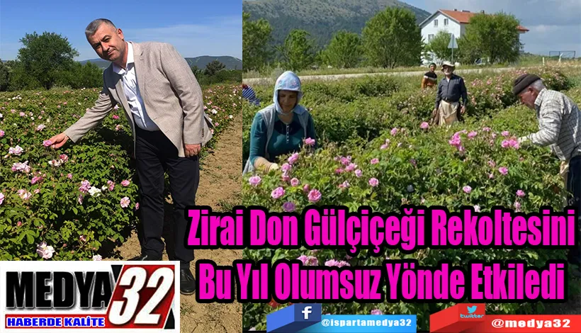  Zirai Don Gülçiçeği Rekoltesini Bu Yıl Olumsuz Yönde Etkiledi  