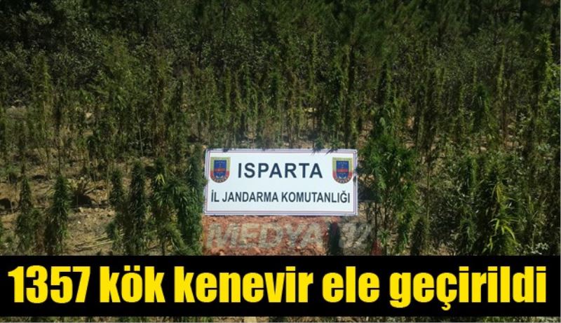 1357 kök kenevir ele geçirildi 