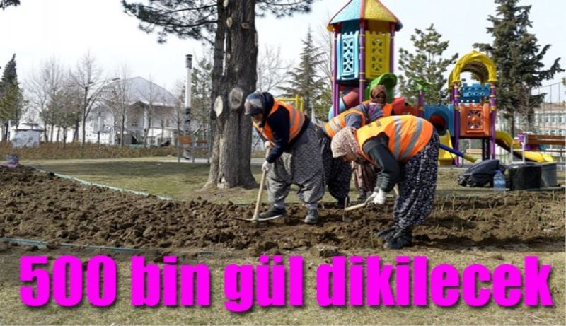 500 bin adet gül dikilecek