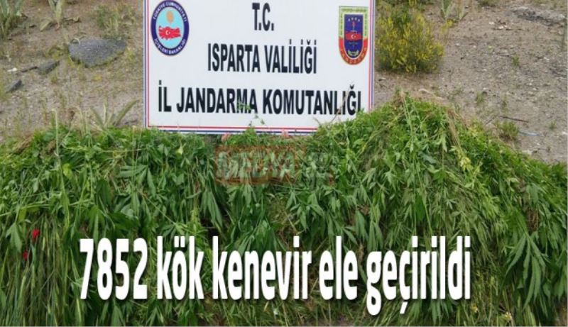 ​7852 kök kenevir ele geçirildi