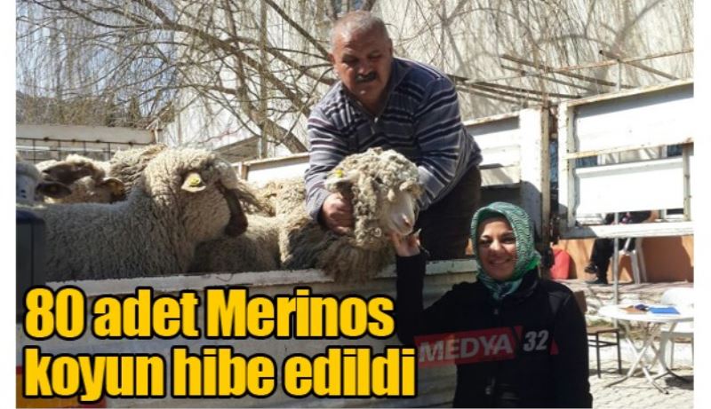 80 adet Merinos koyun hibe edildi