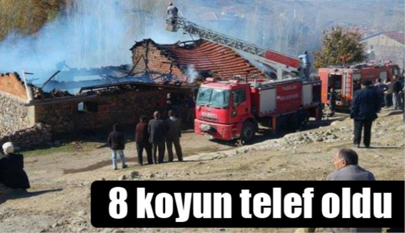 8 koyun telef oldu