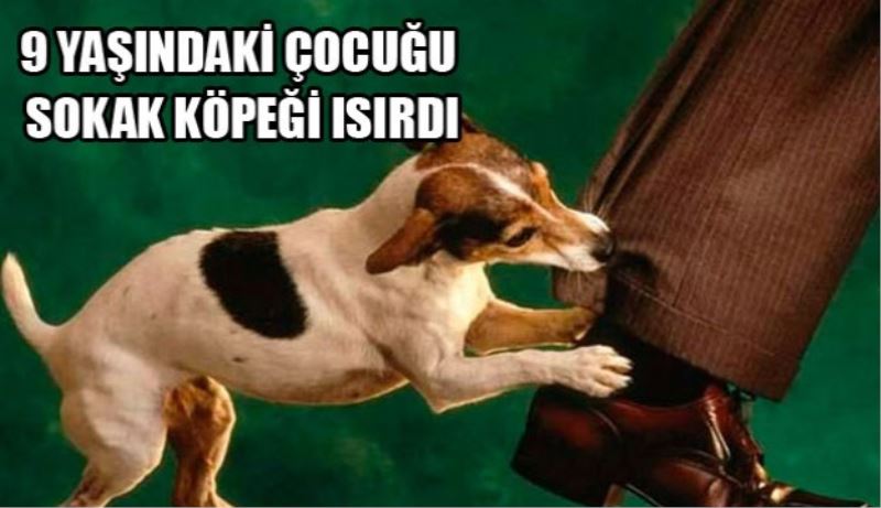 9 yaşındaki çocuğu köpek ısırdı