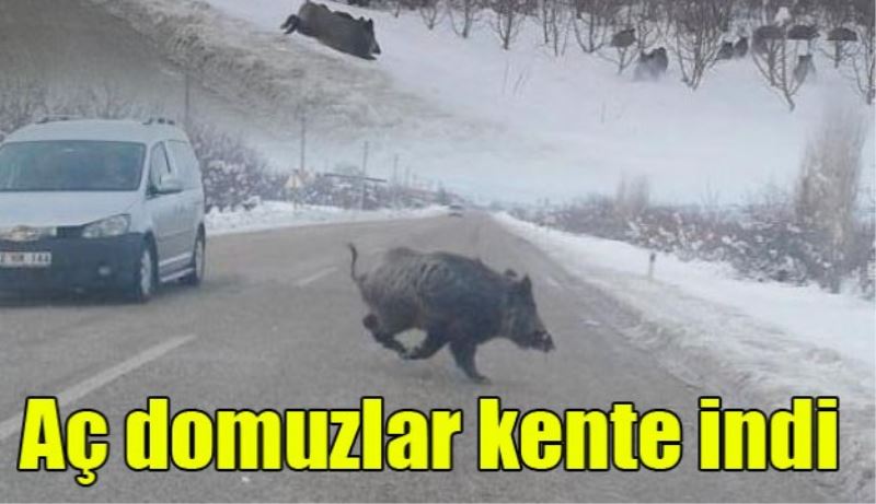 Aç kalan domuzlar kente indi