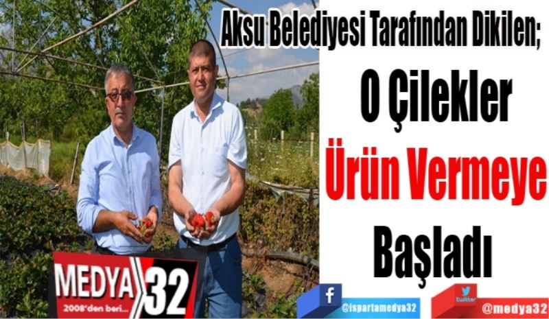 Aksu Belediyesi Tarafından Dikilen; 
O Çilekler
Ürün Vermeye
Başladı 
