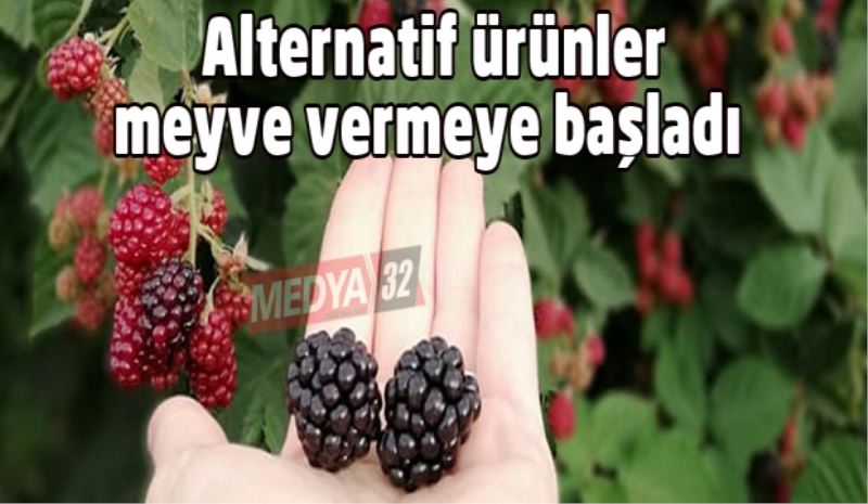 Alternatif ürünler meyve vermeye başladı 