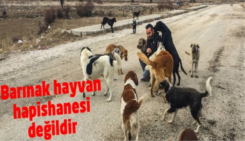 Barınak hayvan hapishanesi değildir