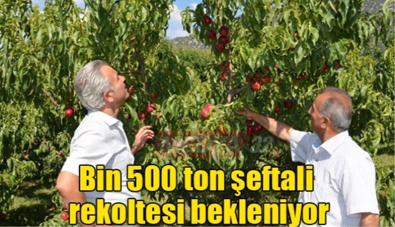 Bin 500 ton şeftali rekoltesi bekleniyor