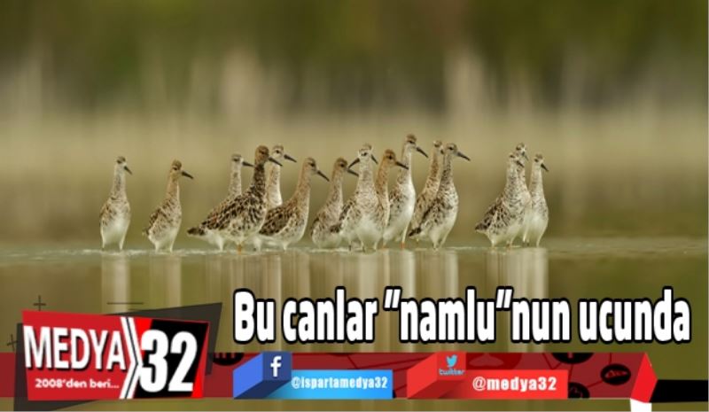 Bu canlar 