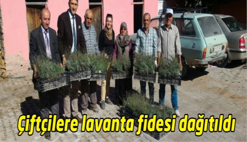 Çiftçilere lavanta fidesi dağıtıldı