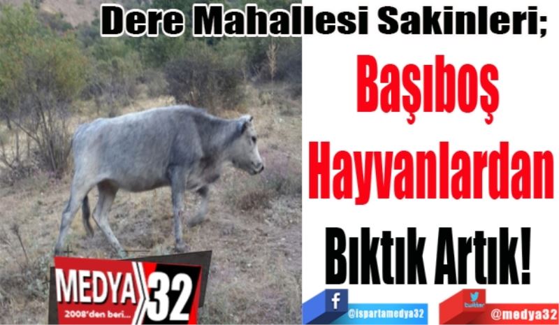 Dere Mahallesi Sakinleri; 
Başıboş 
Hayvanlardan
Bıktık Artık! 
