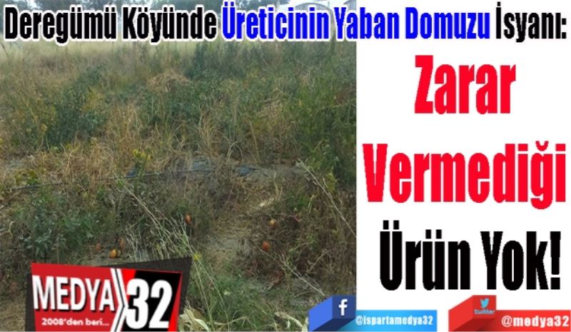 Deregümü Köyünde Üreticinin Yaban Domuzu İsyanı: 
Zarar 
Vermediği 
Ürün Yok!
