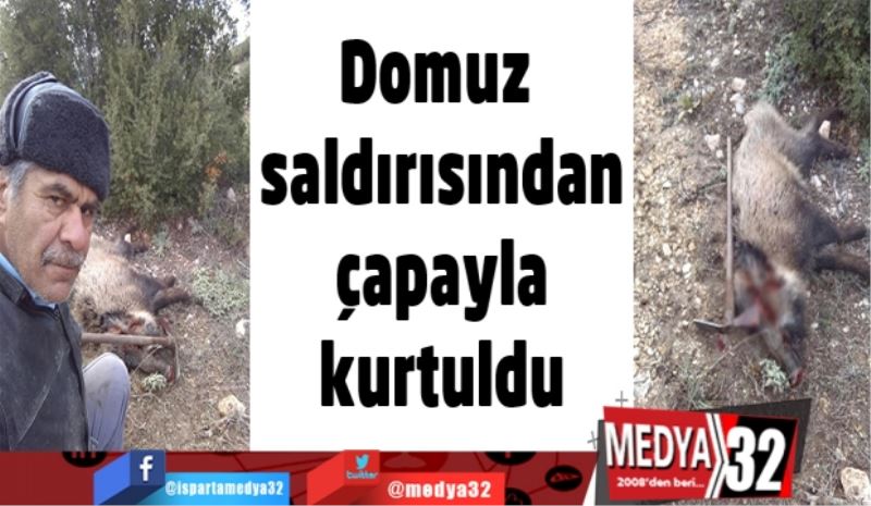 Domuz saldırısından çapayla kurtuldu