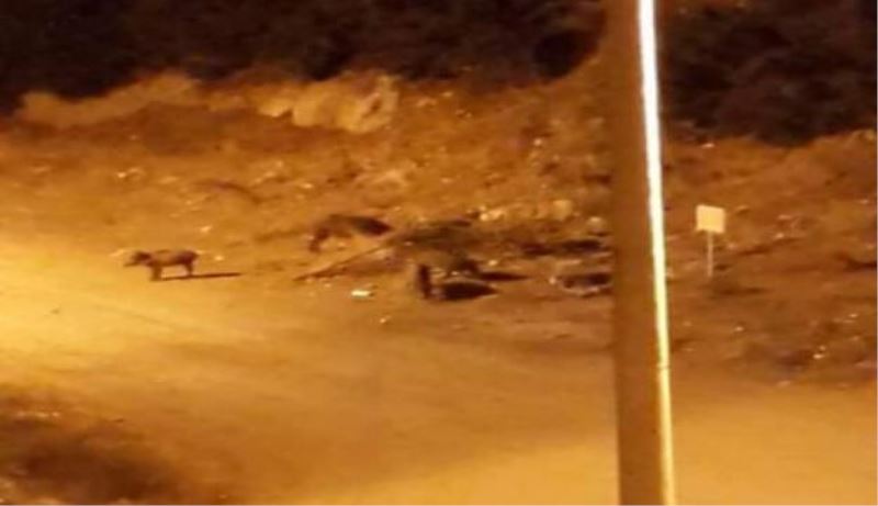 Domuz sürüsü Eğirdir