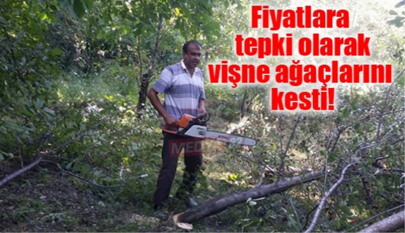 Fiyatlara tepki olarak vişne ağaçlarını kesti!