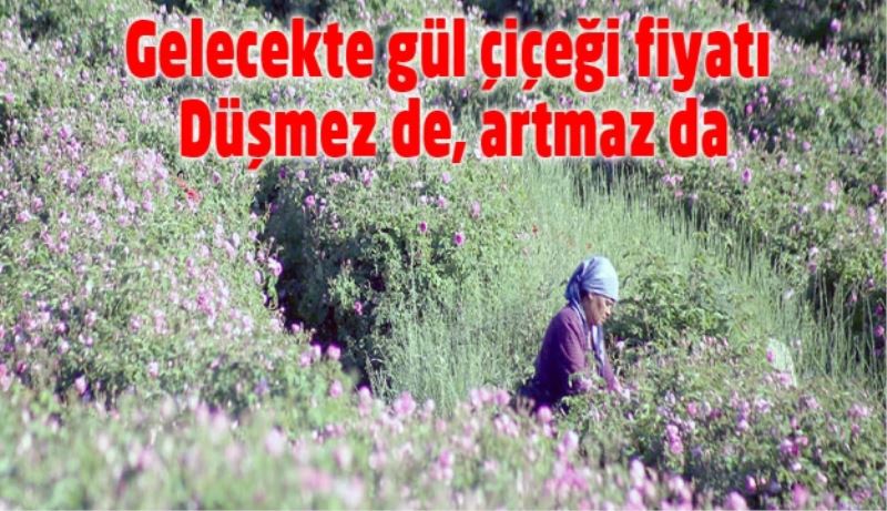 Gelecekte gül çiçeği fiyatı düşmez de, artmaz da
