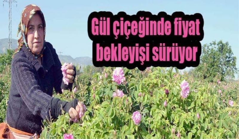 Gül çiçeğinde fiyat bekleyişi sürüyor