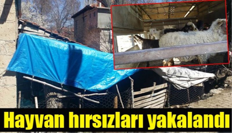 Hayvan hırsızları yakalandı 