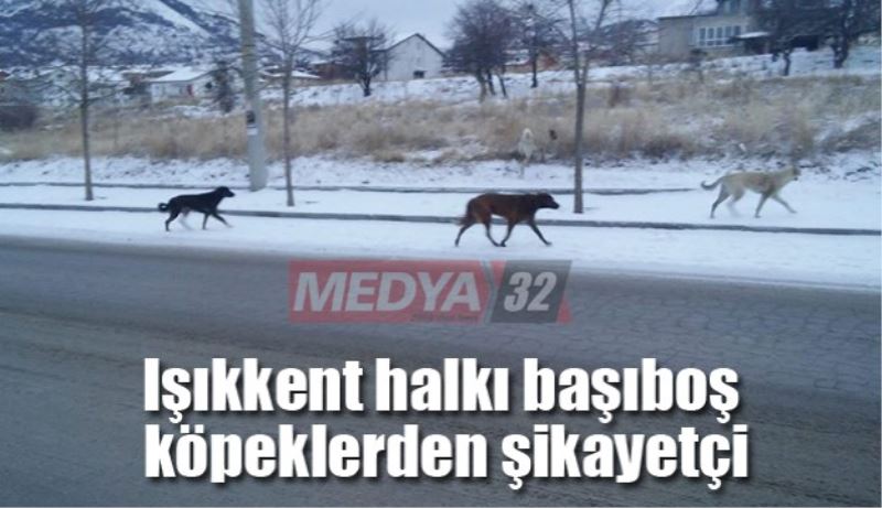 Işıkkent halkı başıboş köpeklerden şikayetçi