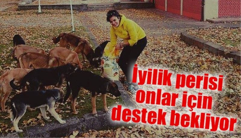 İyilik Perisi sokak hayvanları için destek bekliyor