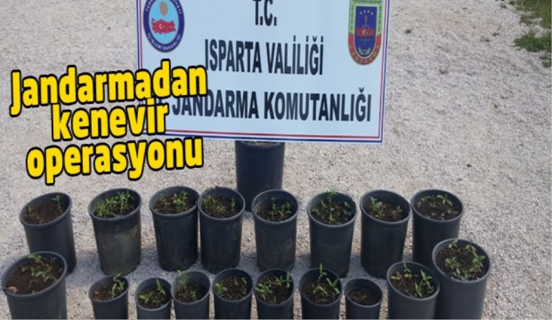 Jandarmadan kenevir operasyonu