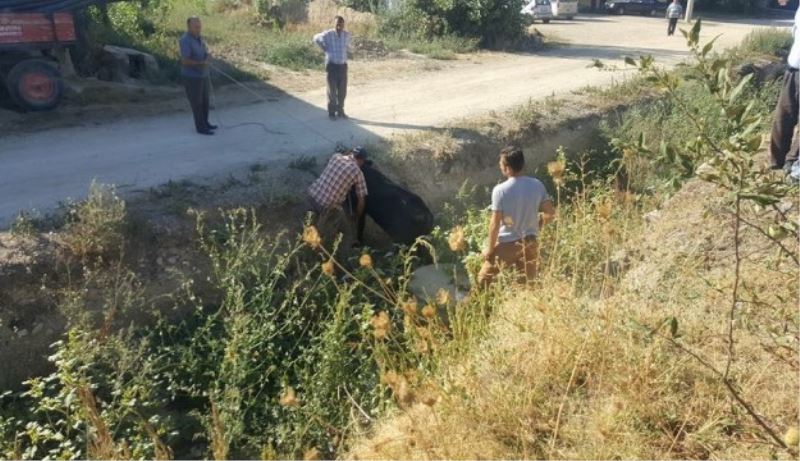 Kaçan danaya cip çarptı