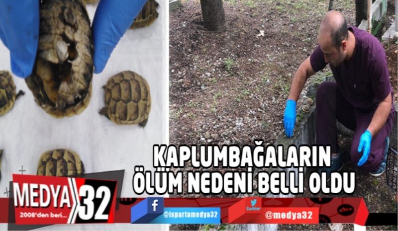 Kaplumbağaların ölüm nedeni belli oldu