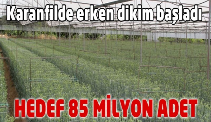 Karanfilde erken dikim başladı/Hedef 85 milyon adet