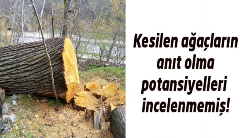 Kesilen ağaçların anıt olma potansiyelleri incelenmemiş!