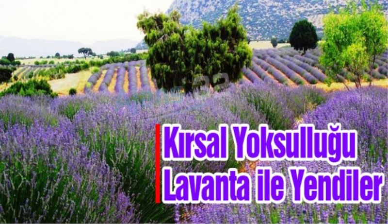 Kırsal yoksulluğu lavanta ile yendiler