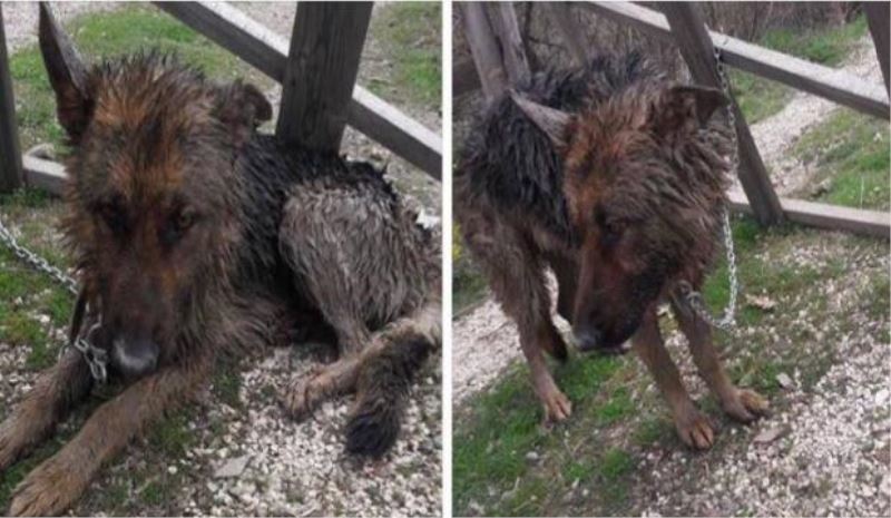 Köpeğin ayağına taş bağlayıp kanala attılar!!