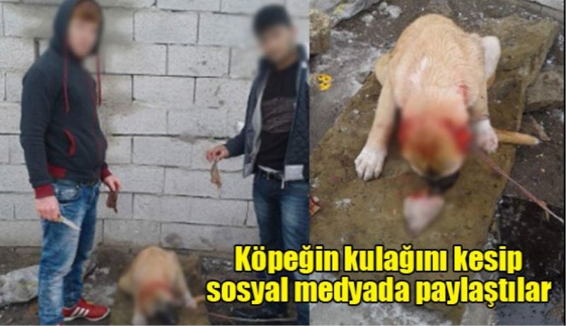 Köpeğin kulağını kesip sosyal medyada paylaştılar!