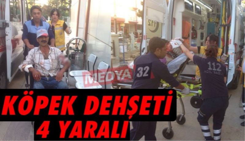 Köpek dehşeti 4 yaralı 