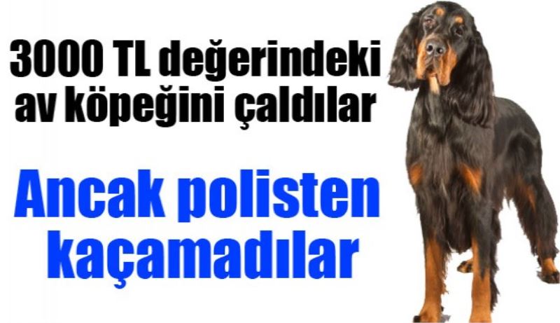 Köpek hırsızları yakalandı 