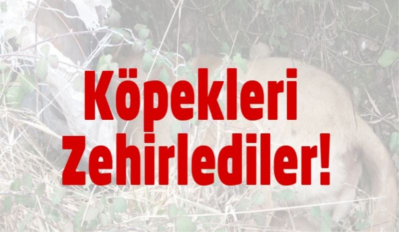 Köpekleri zehirlediler!